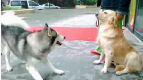 游民蠢狗VS职业导盲犬 之不是所有的狗都叫蠢狗